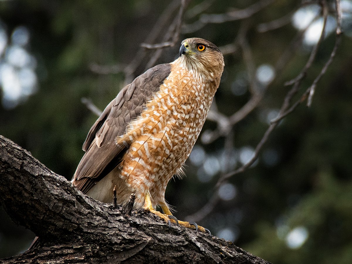 Cooper’s Hawk Urban Raptor Conservancy