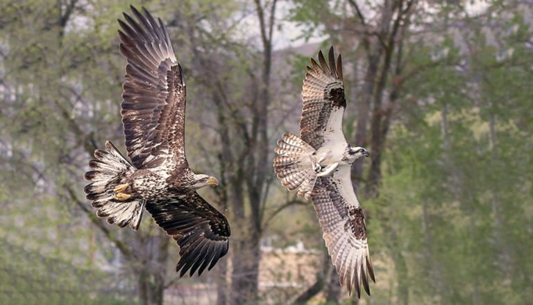 Seattle Urban Raptors Urban Raptor Conservancy