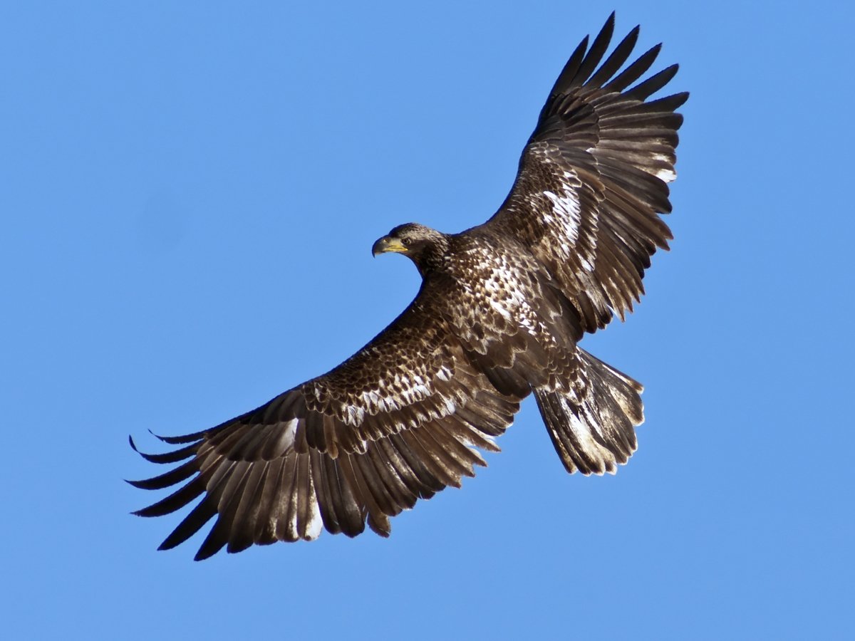 Bald Eagle Urban Raptor Conservancy