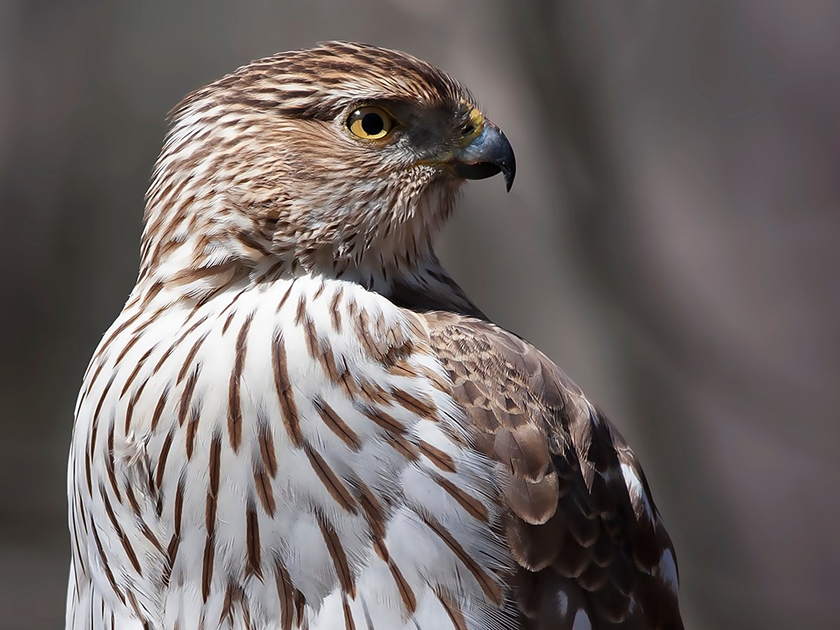 Cooper’s Hawk | Urban Raptor Conservancy