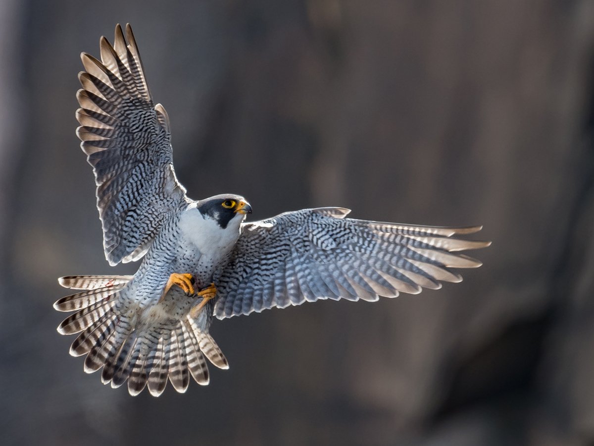 Peregrine Falcon | Urban Raptor Conservancy