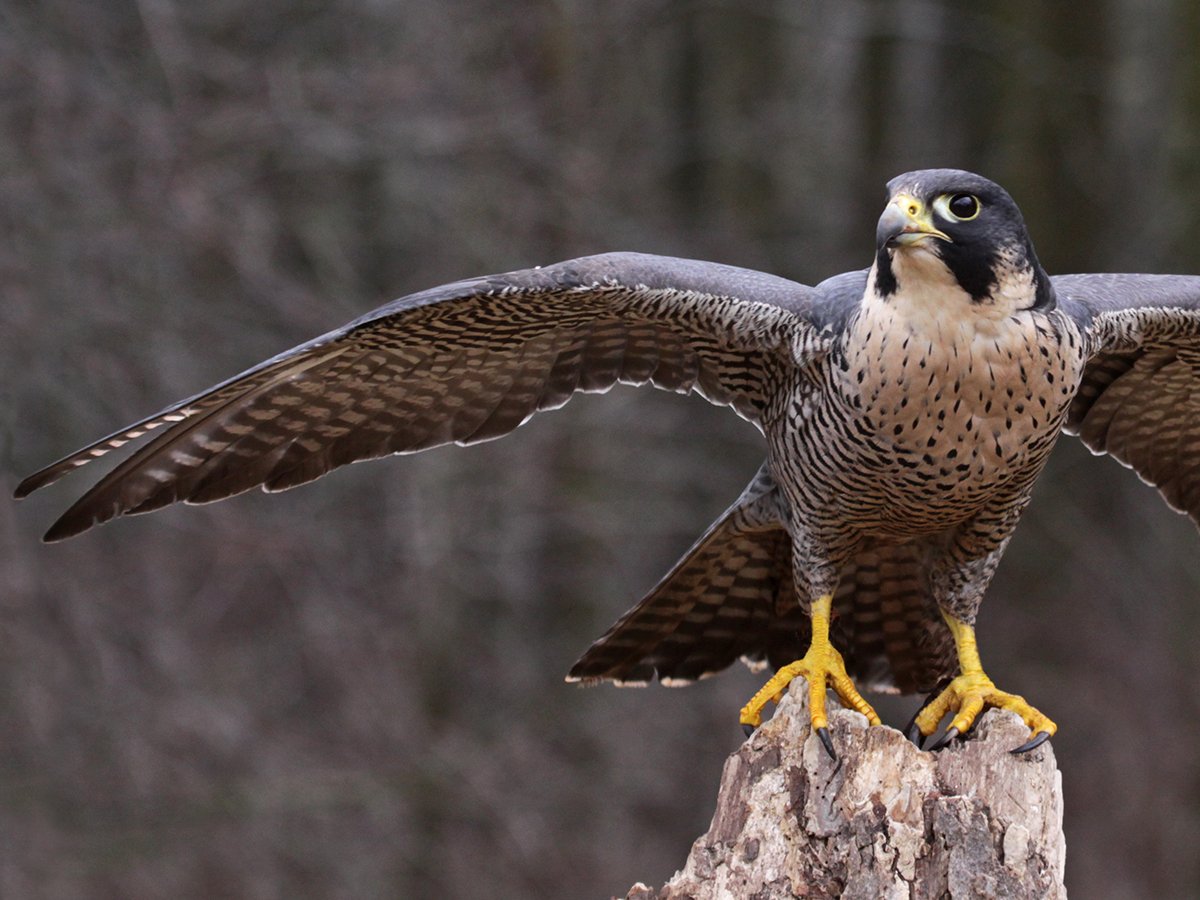 Peregrine Falcon | Urban Raptor Conservancy