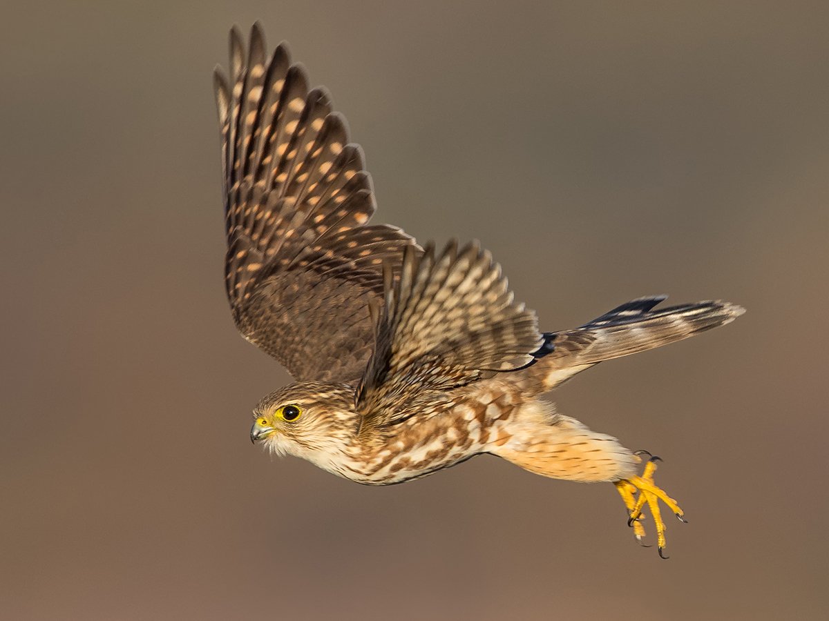 Merlin | Urban Raptor Conservancy