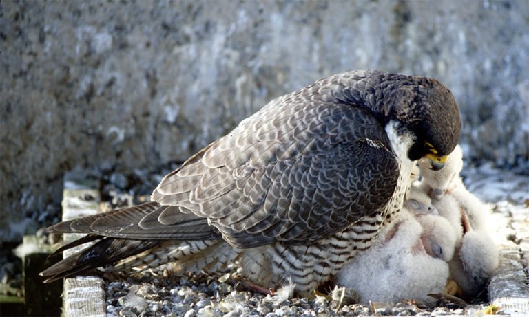 Seattle Peregrine Project | Urban Raptor Conservancy